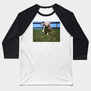 "Golden Retriever Puppy On The Run..." Baseball T-Shirt